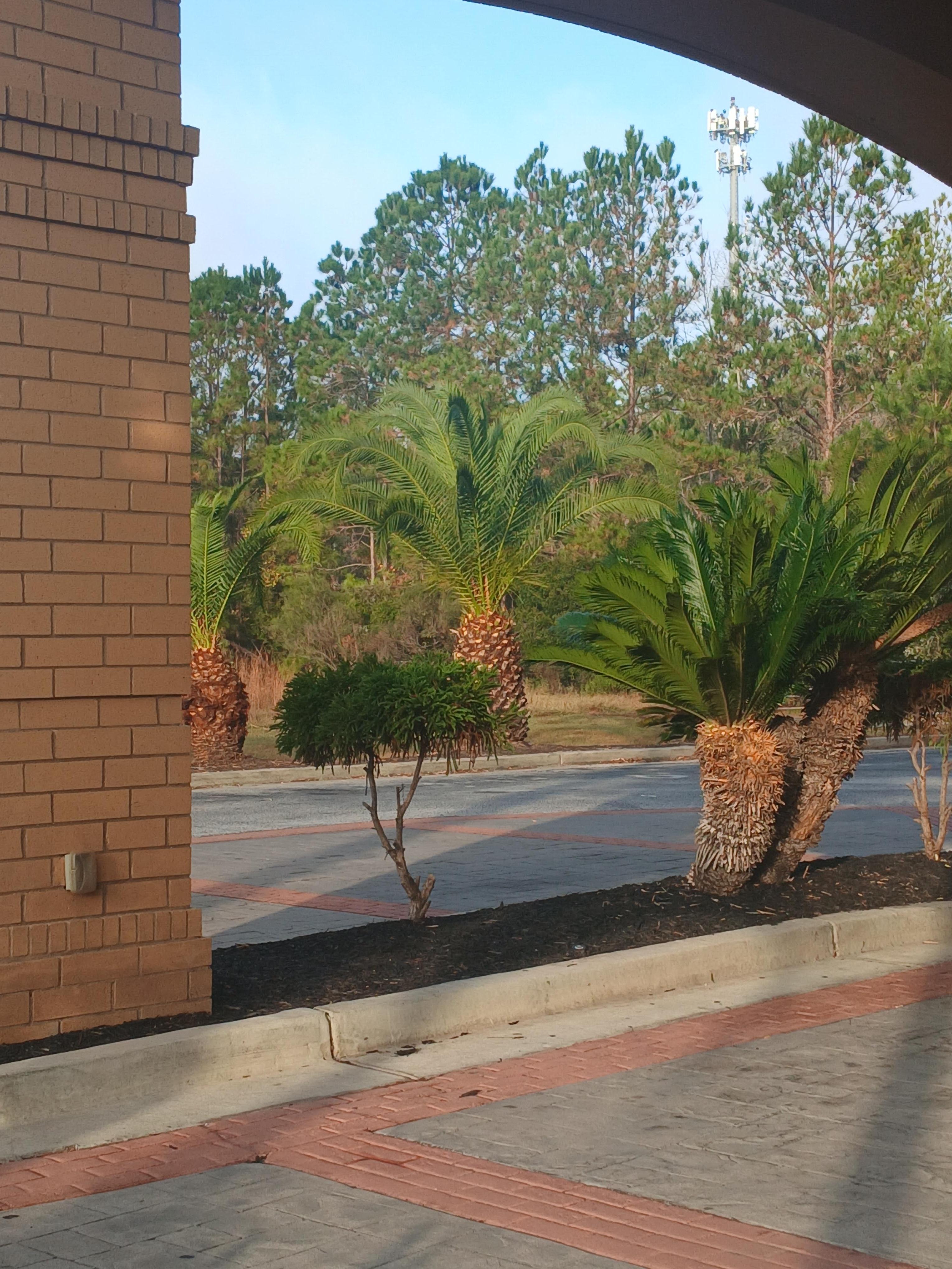 Photo of the palmetto trees.