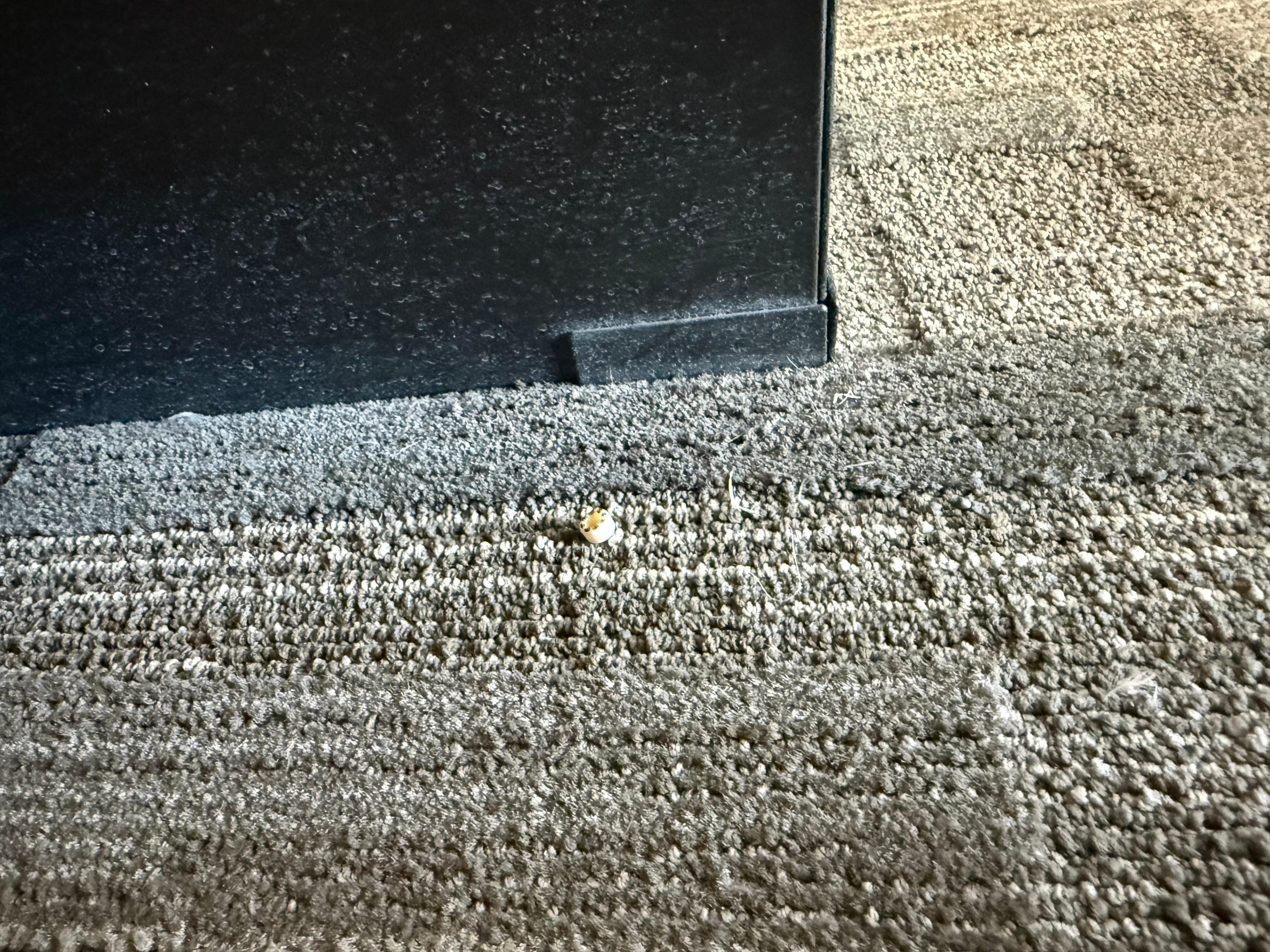 mud,dirt and rocks on carpet!