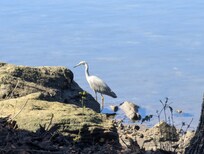Heron outside the balcony