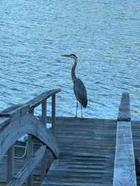 Great Blue fishing from the dock