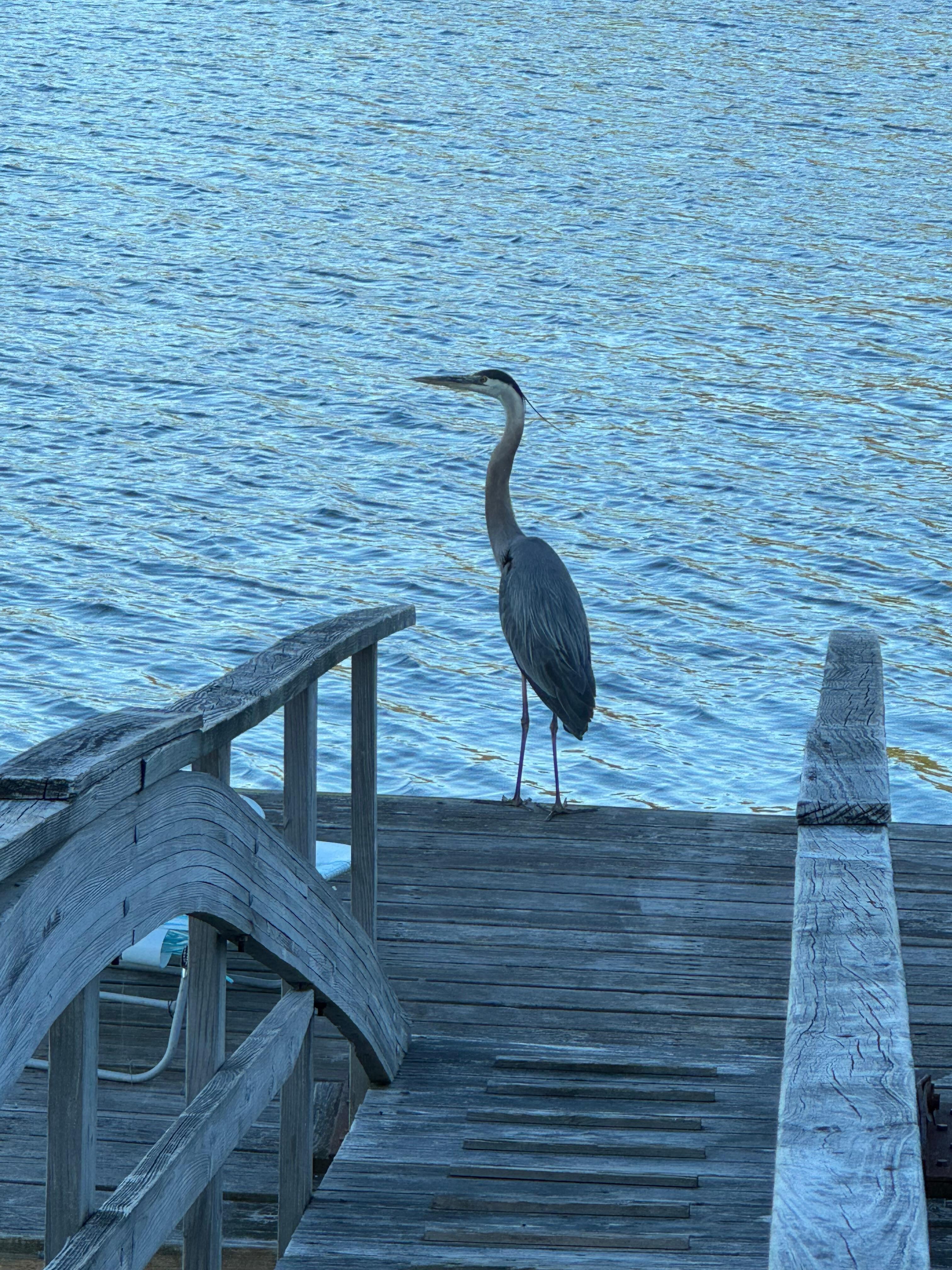 Great Blue fishing from the dock
