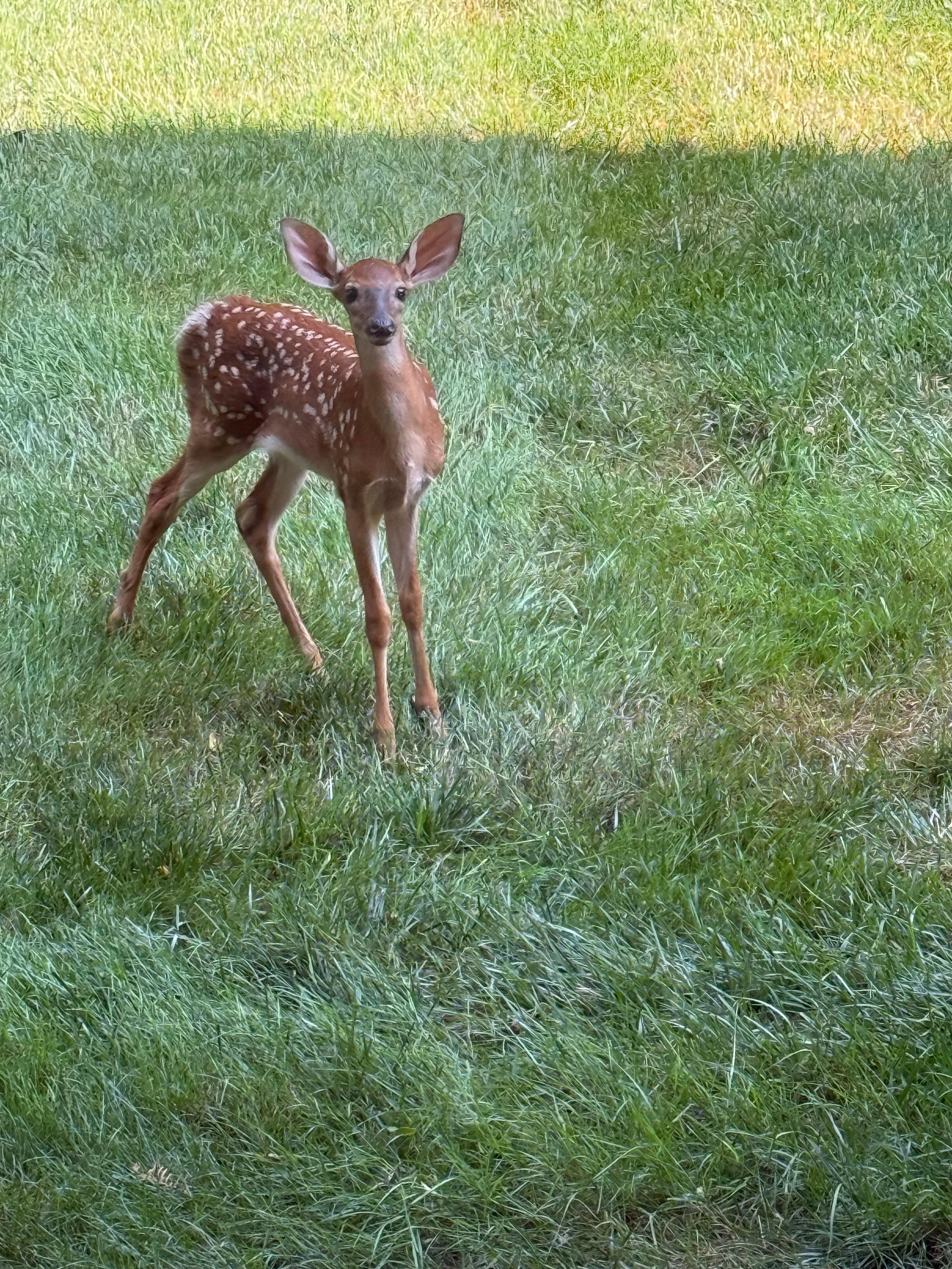 Baby fawn paid us a visit. 