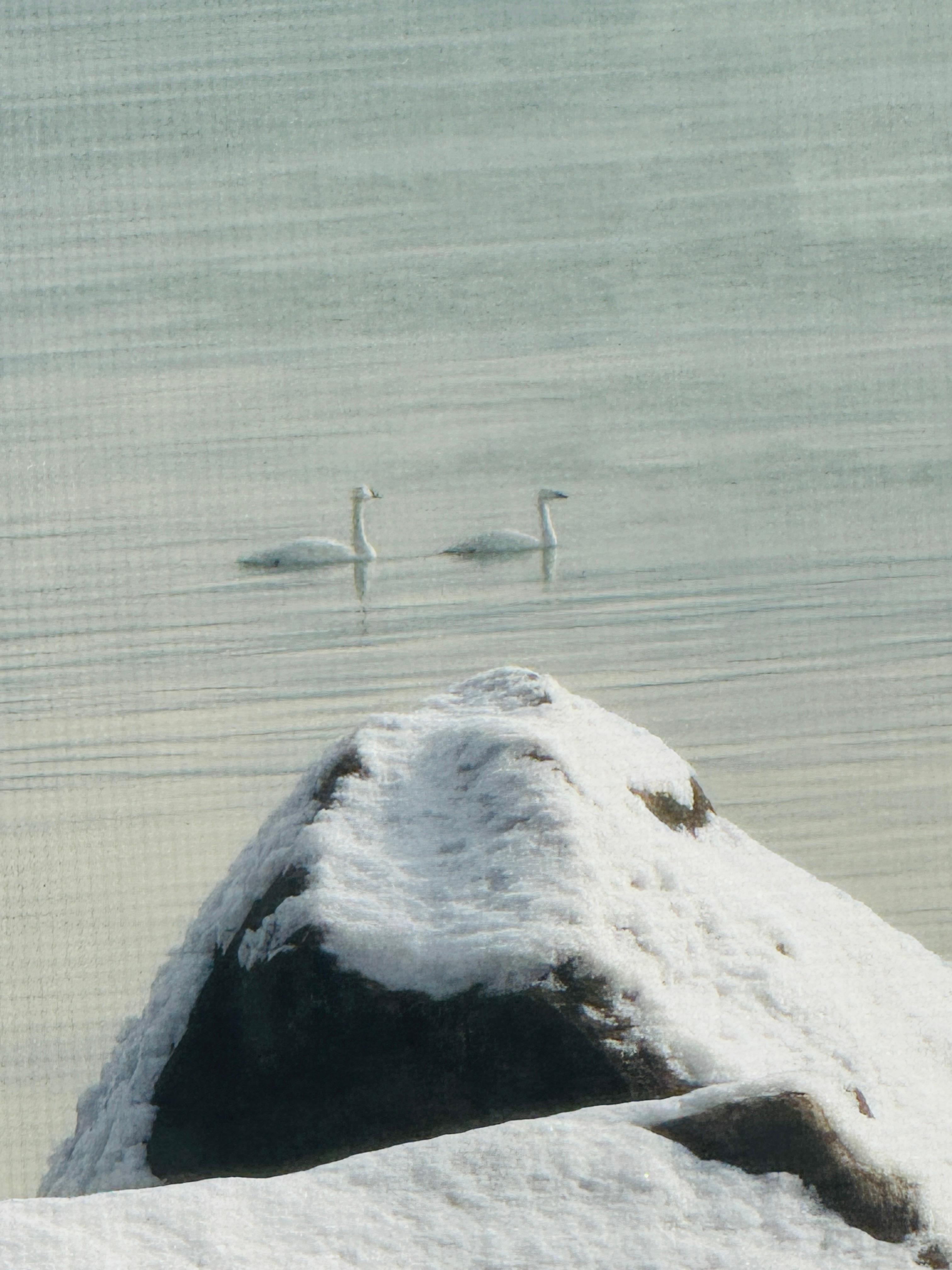 Swans outside the diningroom window
