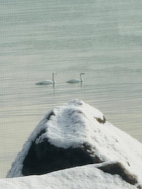 Swans outside the diningroom window
