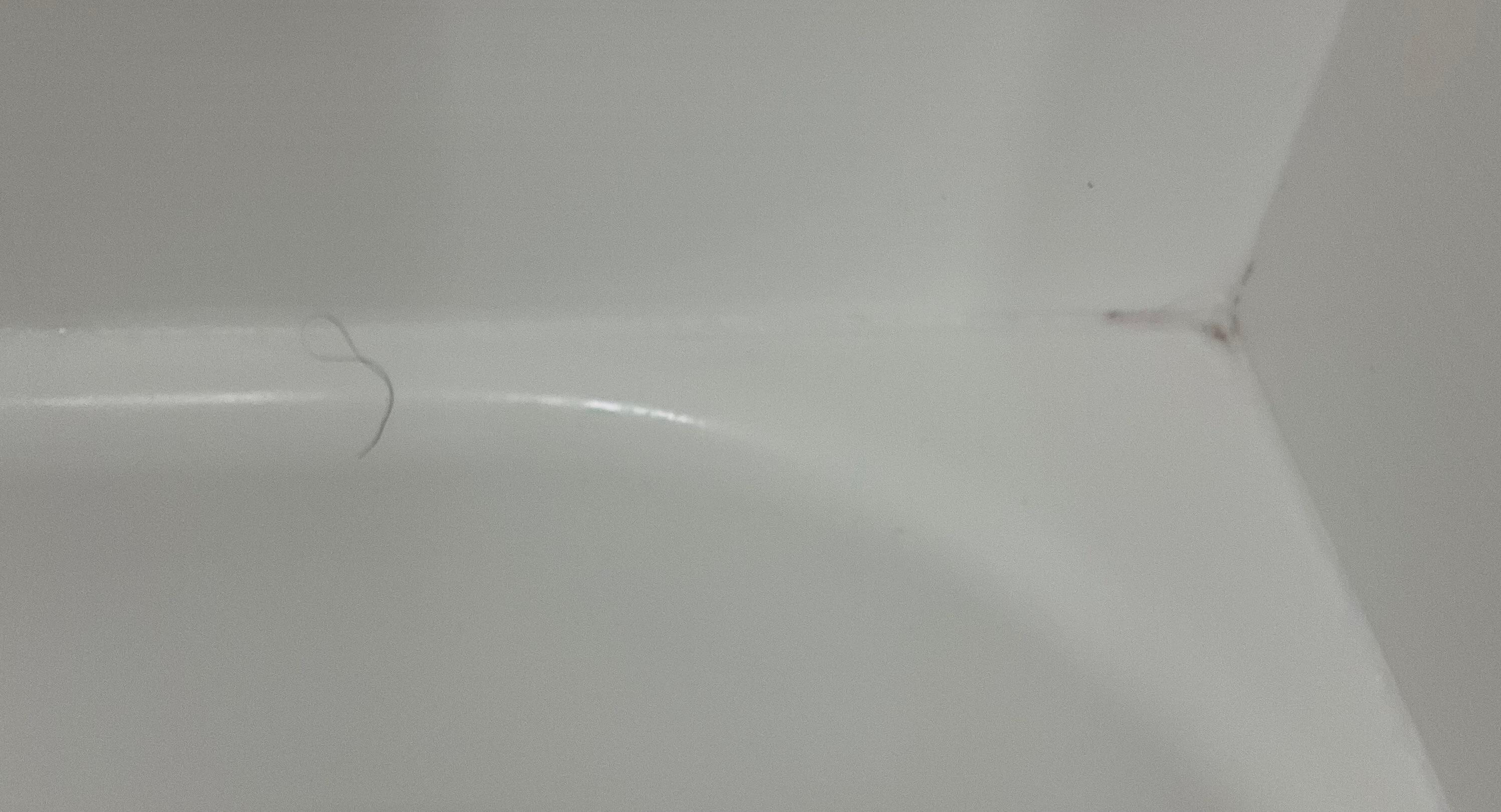 One of the hairs and the mold in the corner