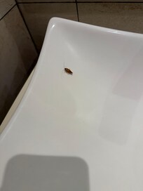 Cucaracha en los lavamanos