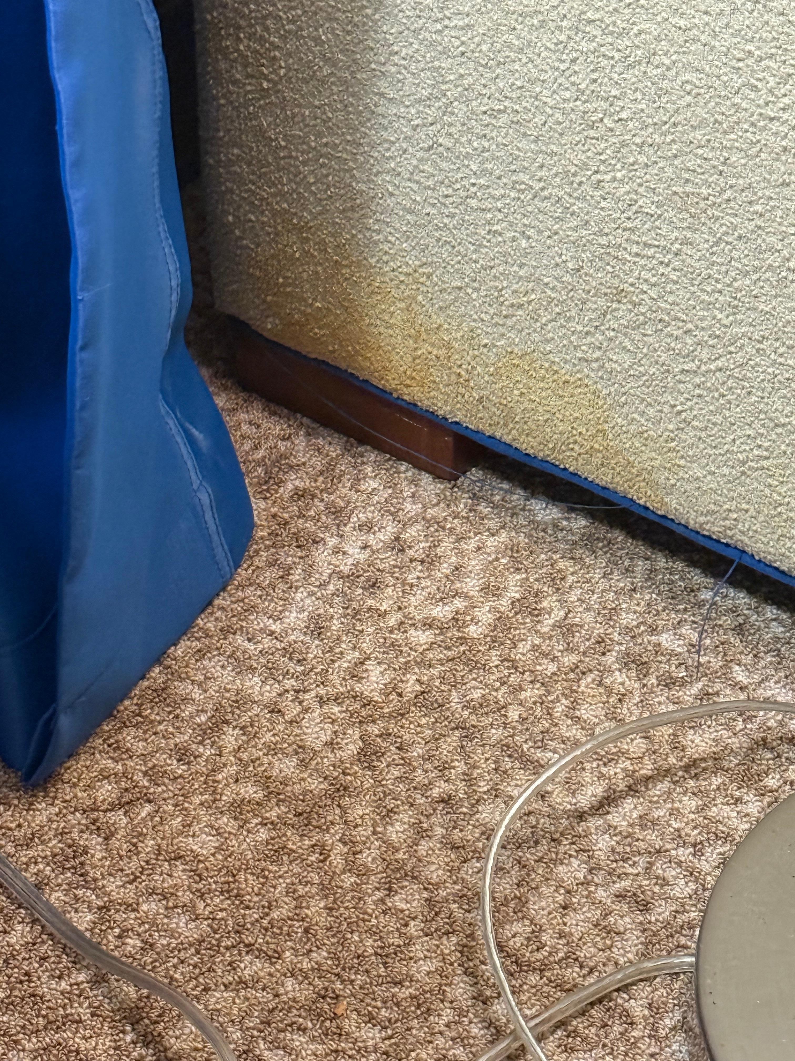 dog urine all over sofa. this is just one spot