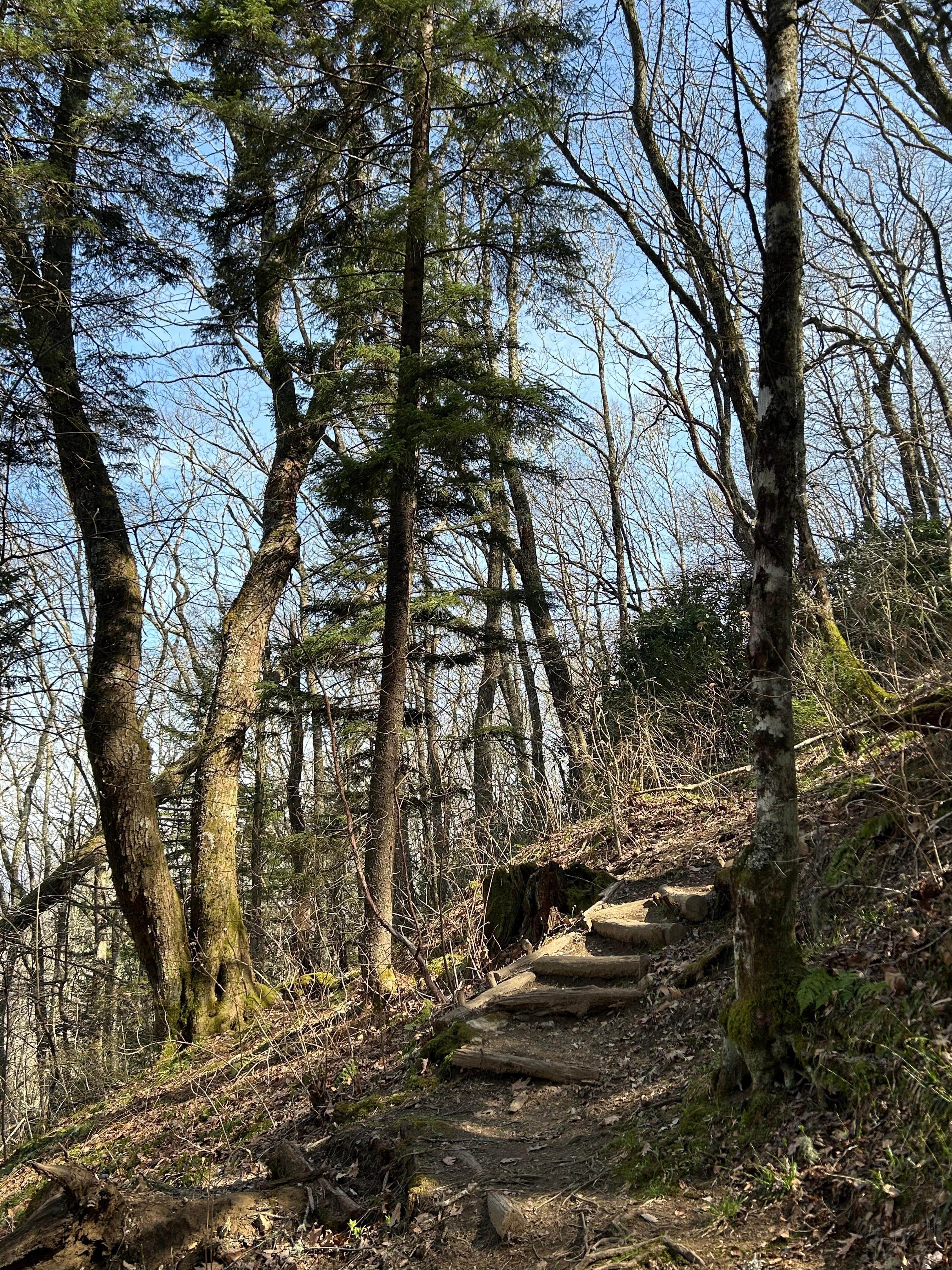 Trail near the Woodfin Cascades Overlook on the Blue Ridge Parkway. 