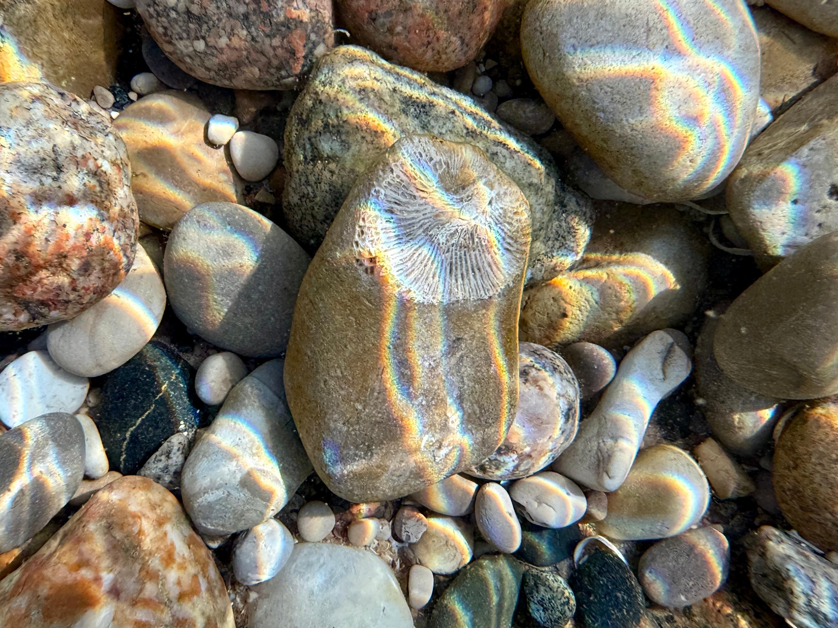 Underwater picture of horn coral.