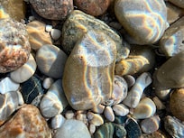 Underwater picture of horn coral.