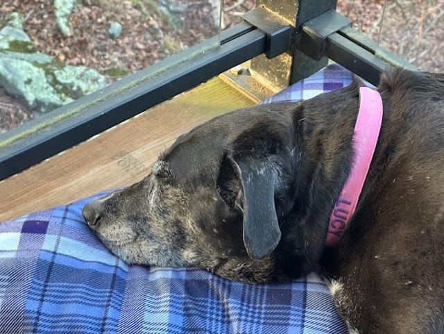 well deserved siesta on the back porch