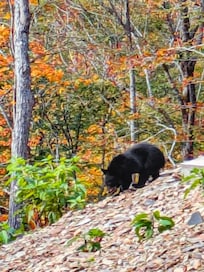We saw SEVEN bears during our 5 day stay (3 near the house and 4 more in the community).