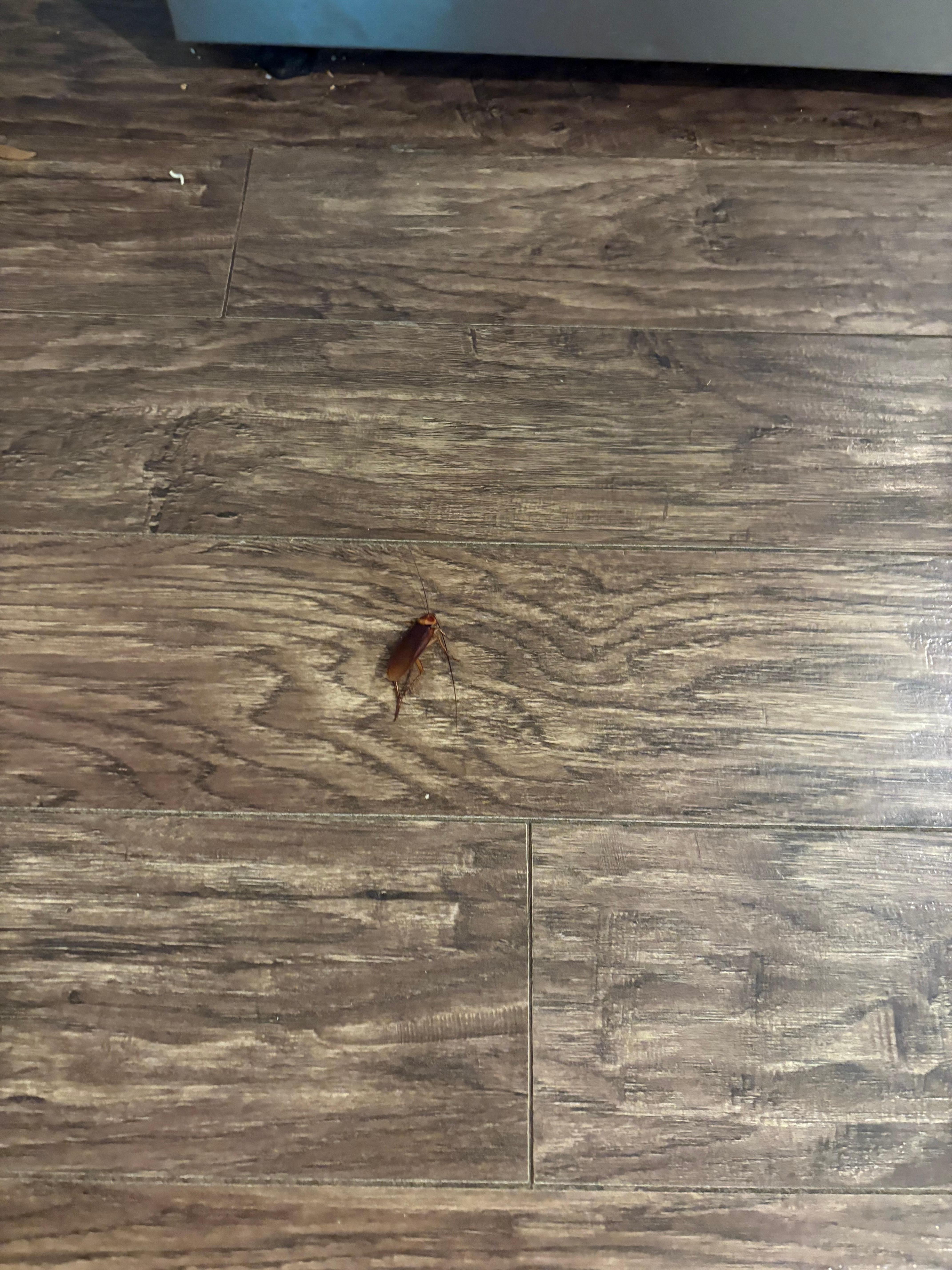 Roach found under oven.