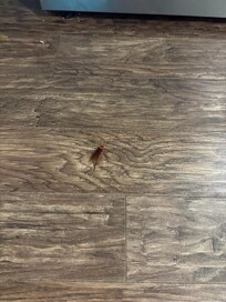 Roach found under oven.