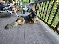 Our shepherd loved lounging on the deck
