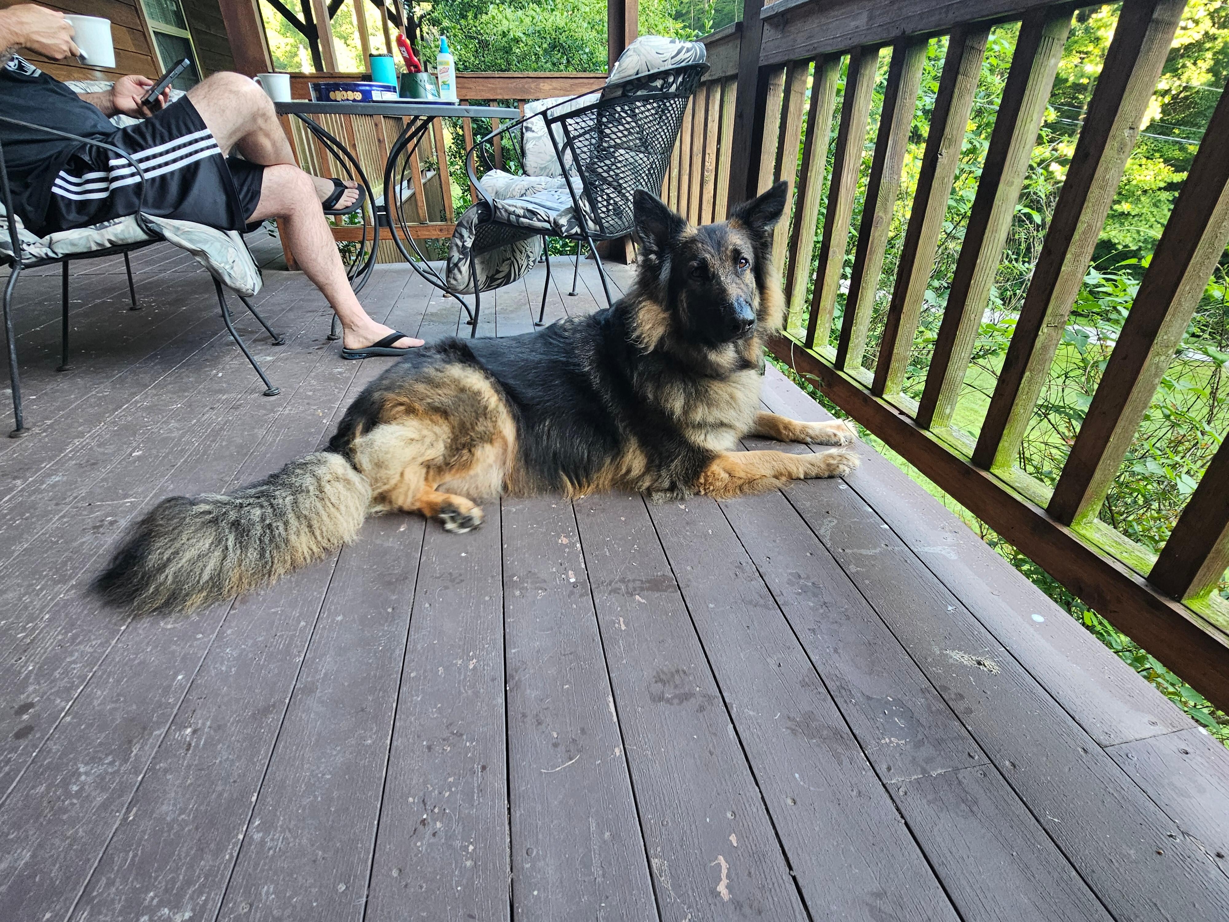 Our shepherd loved lounging on the deck