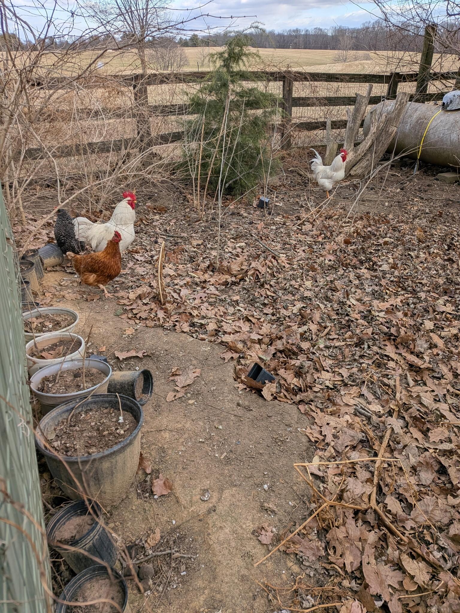 Chickens