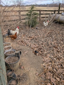 Chickens