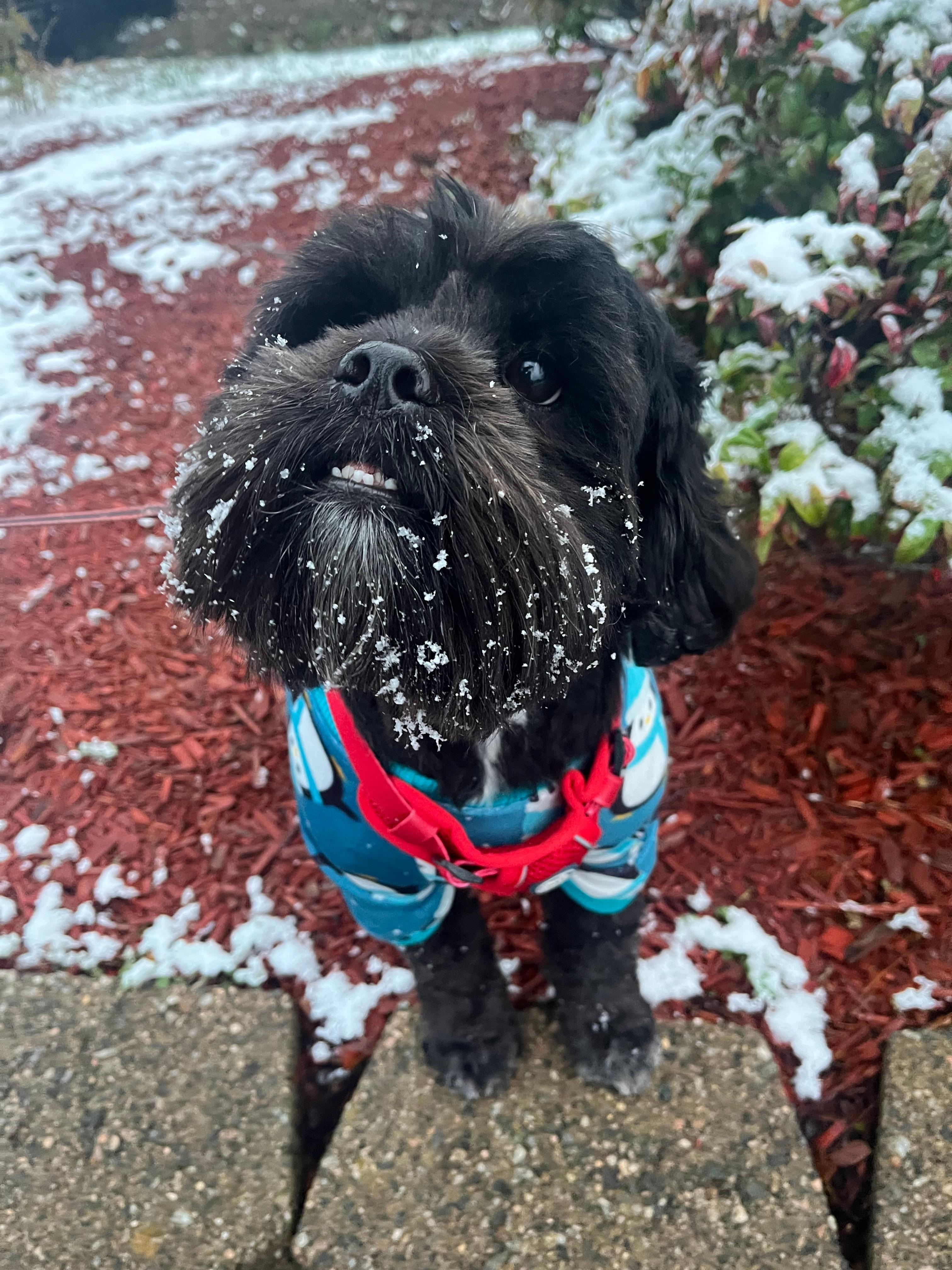 Our Louie’s first time in Gatlinburg and in snow.