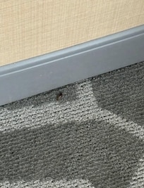 Bugs in hallway