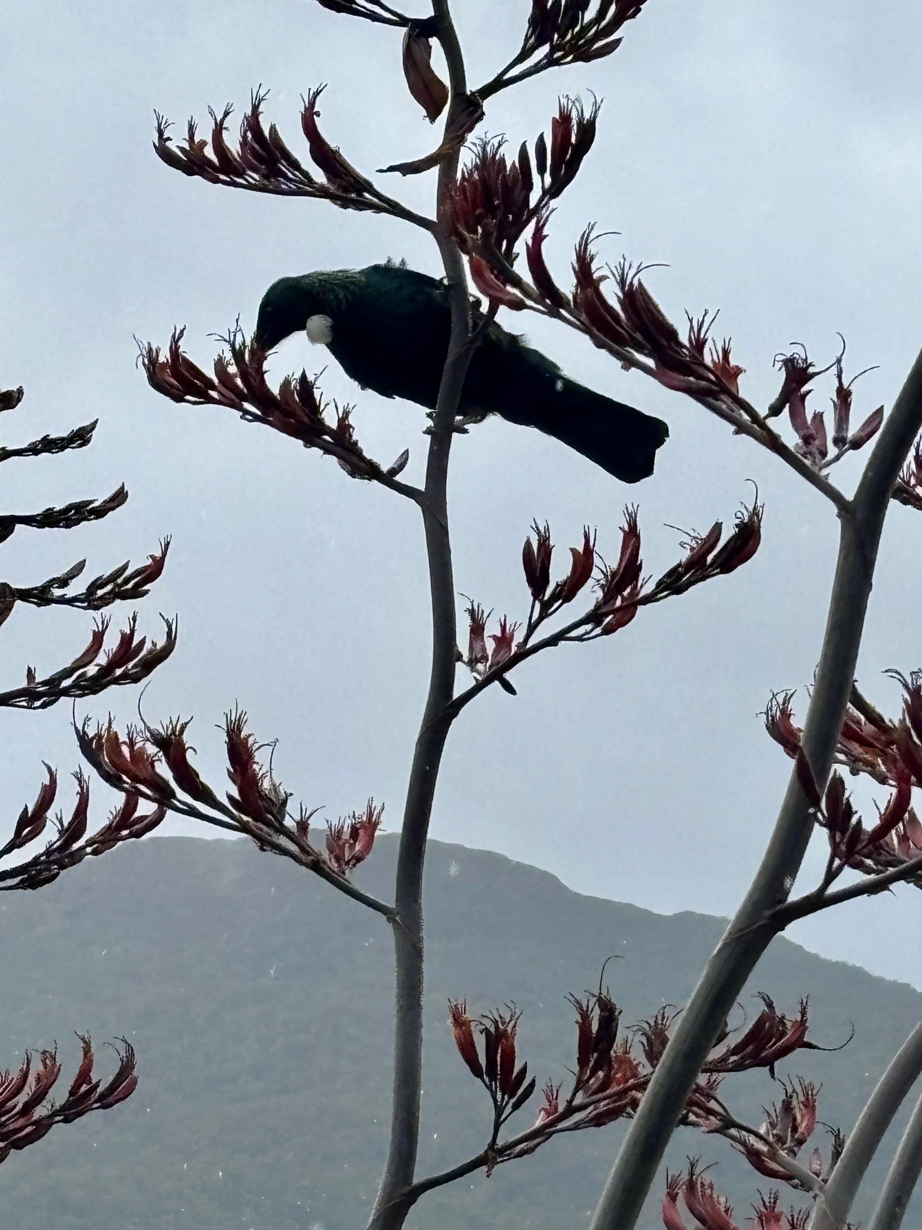 Constant tui, korimako (bellbird), kereru (wood pigeon) and other birds 