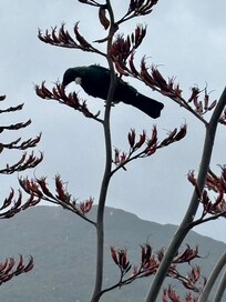 Constant tui, korimako (bellbird), kereru (wood pigeon) and other birds
