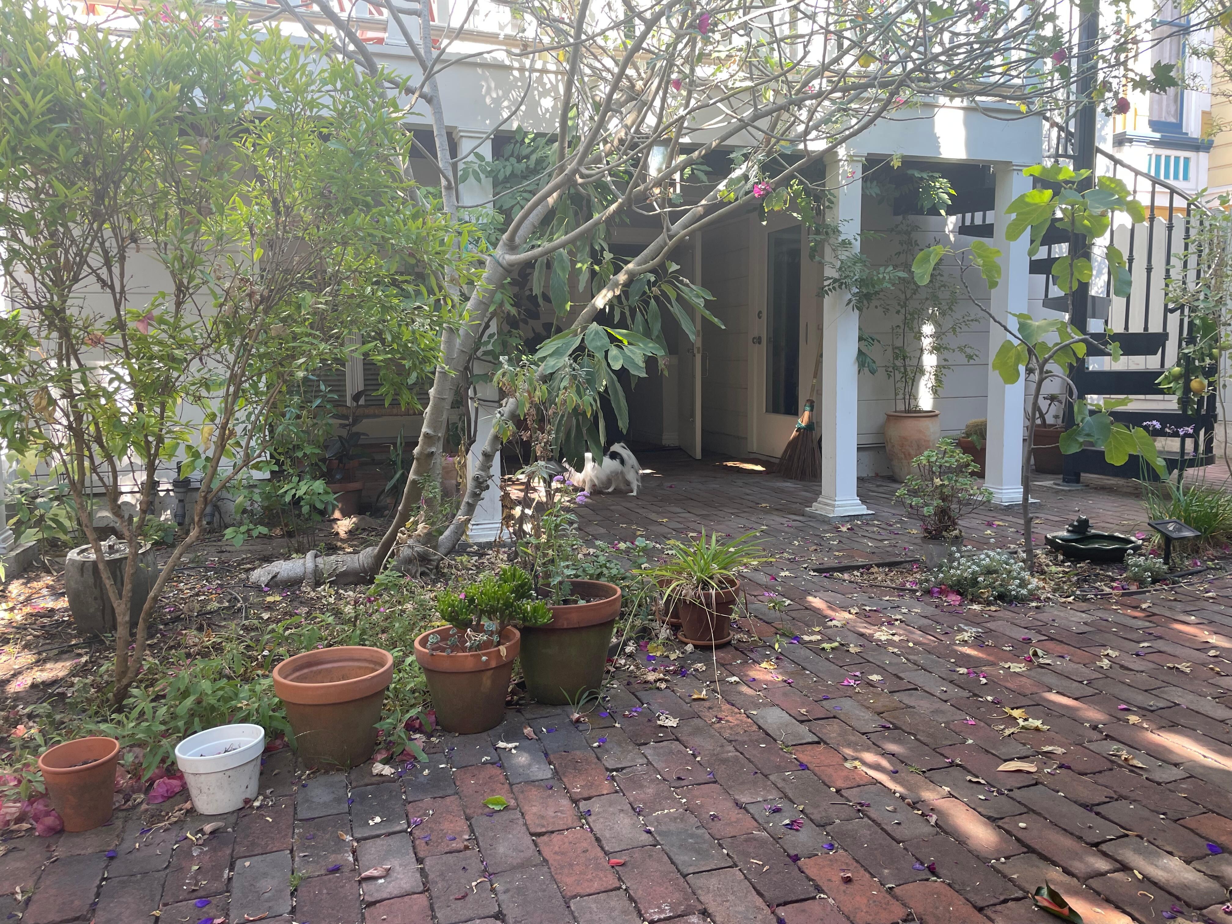 The backyard facing the house. 