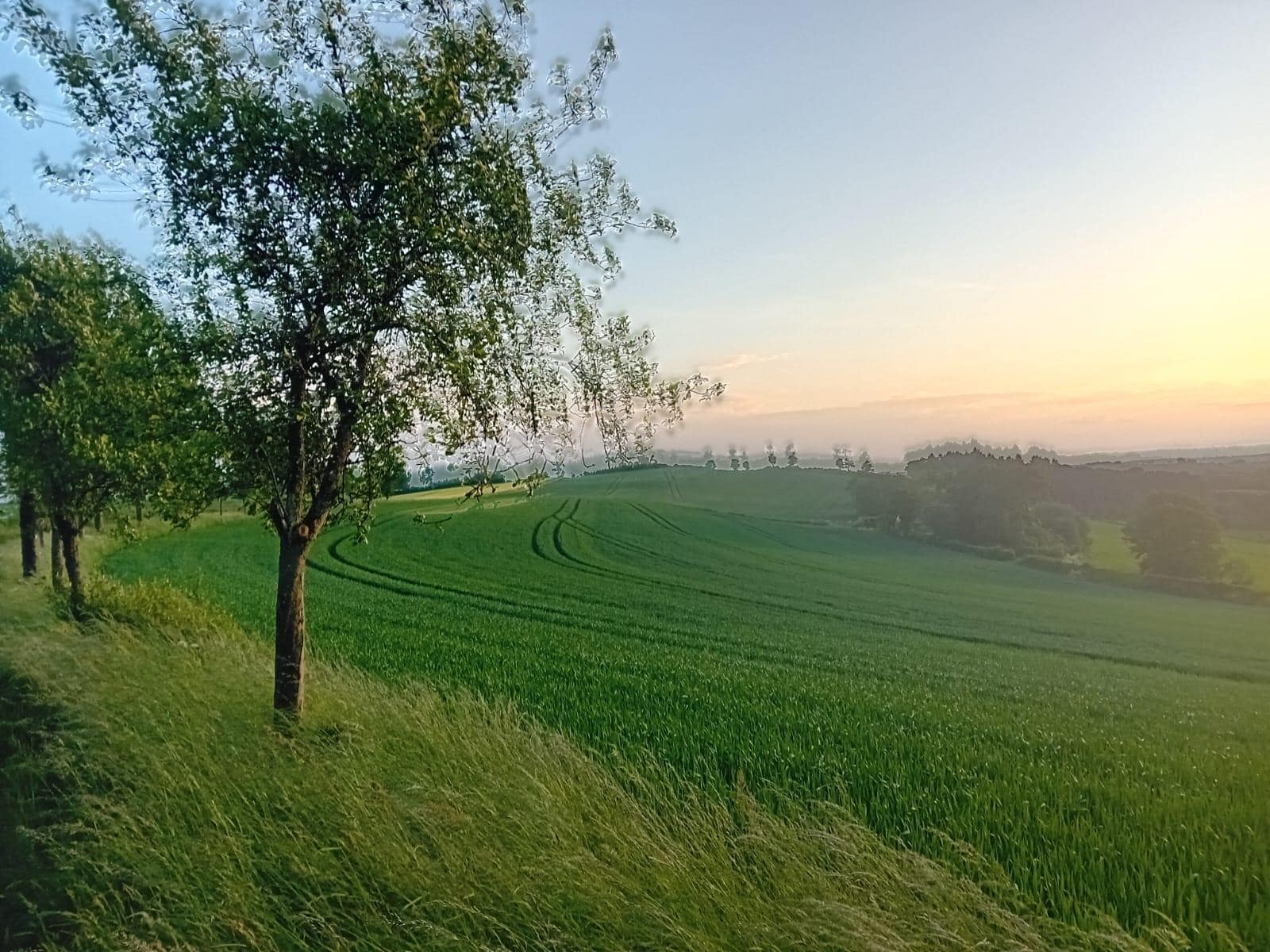 Uitzicht vanuit de tuin 