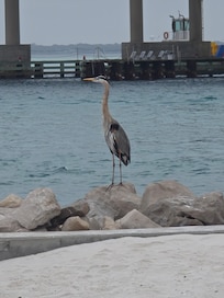 On the pier