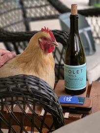 Fluffy Butt, the chicken relaxing with us