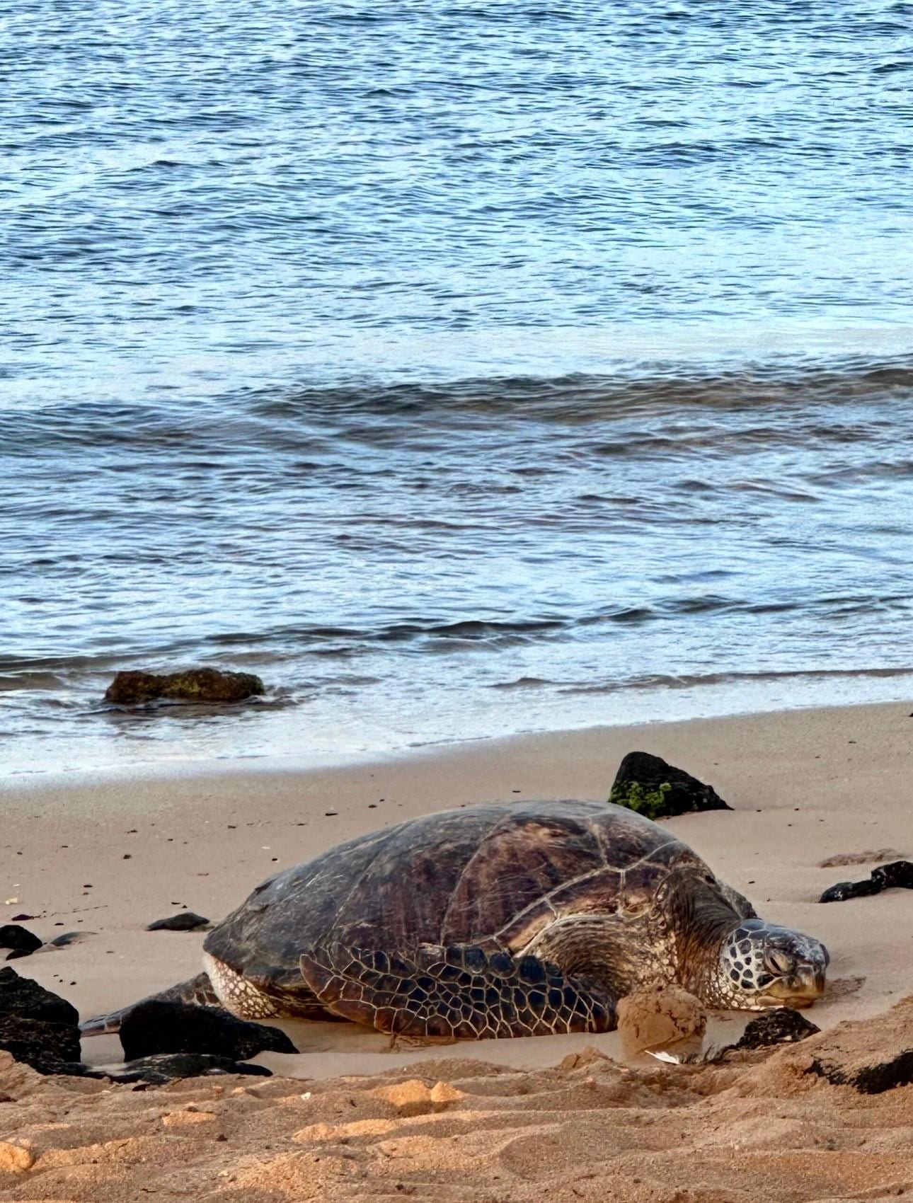 Poipu Beach which is in walking distance.