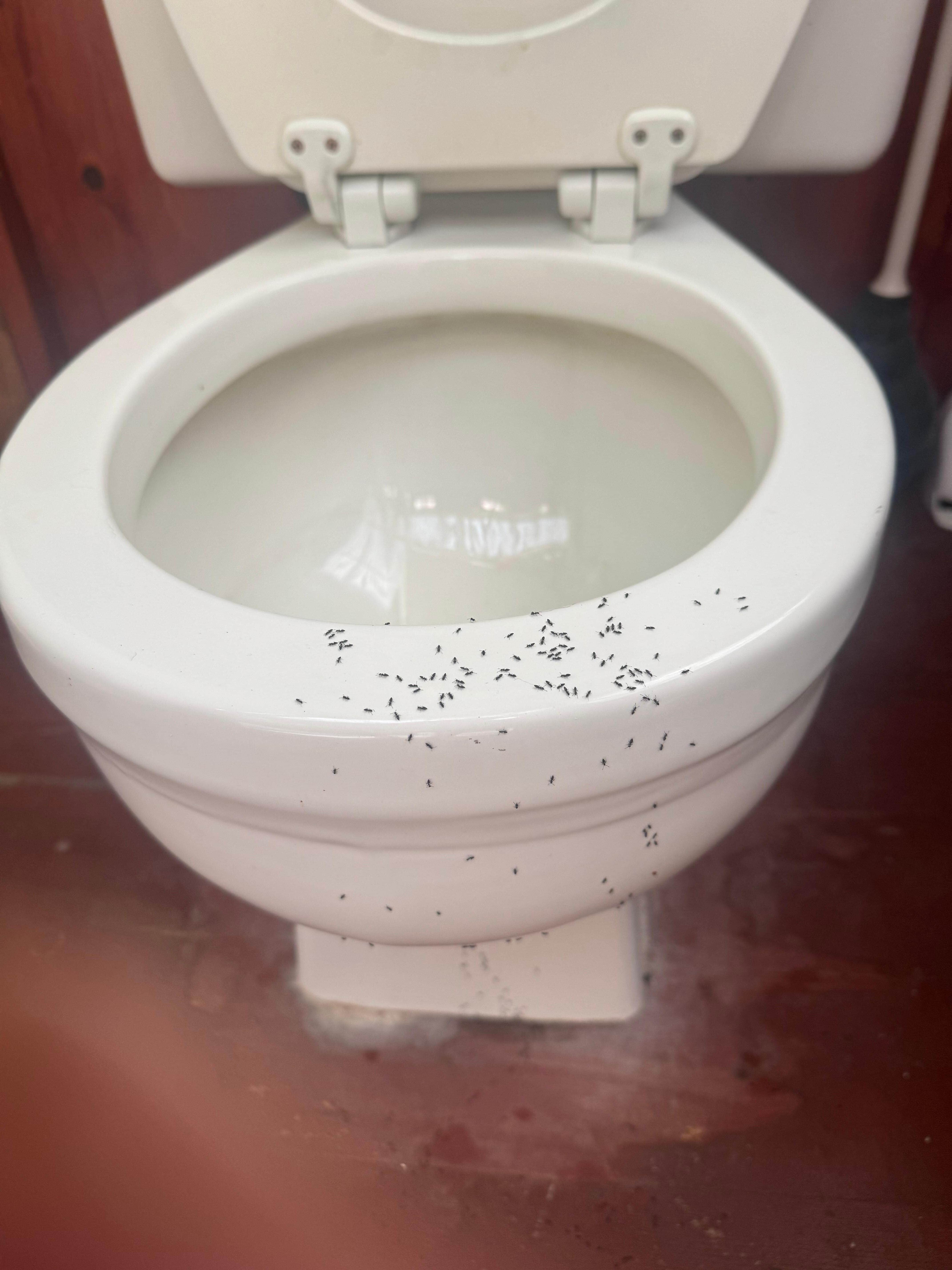 Ants