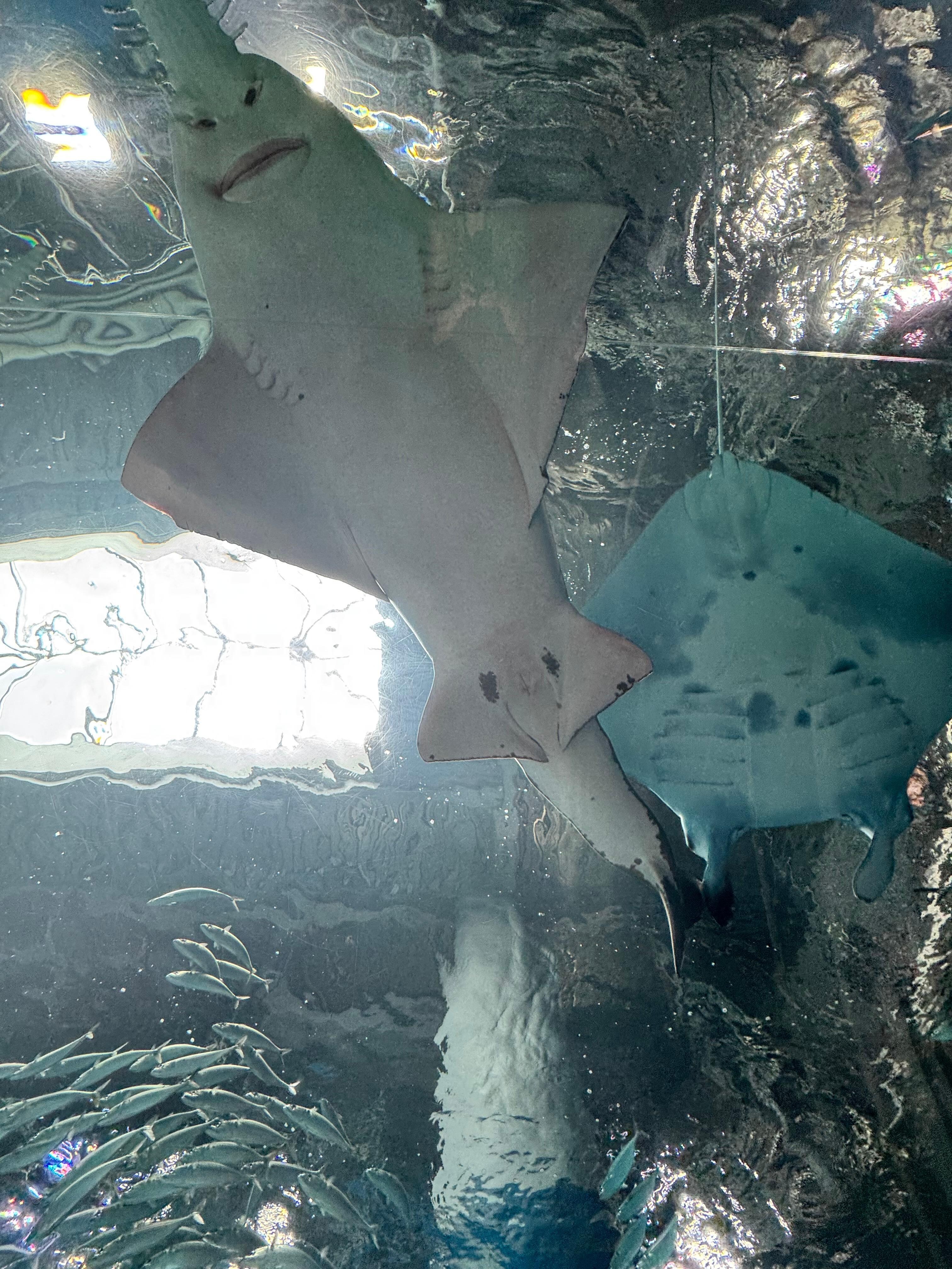 Walk through a tube of sea creatures big and small