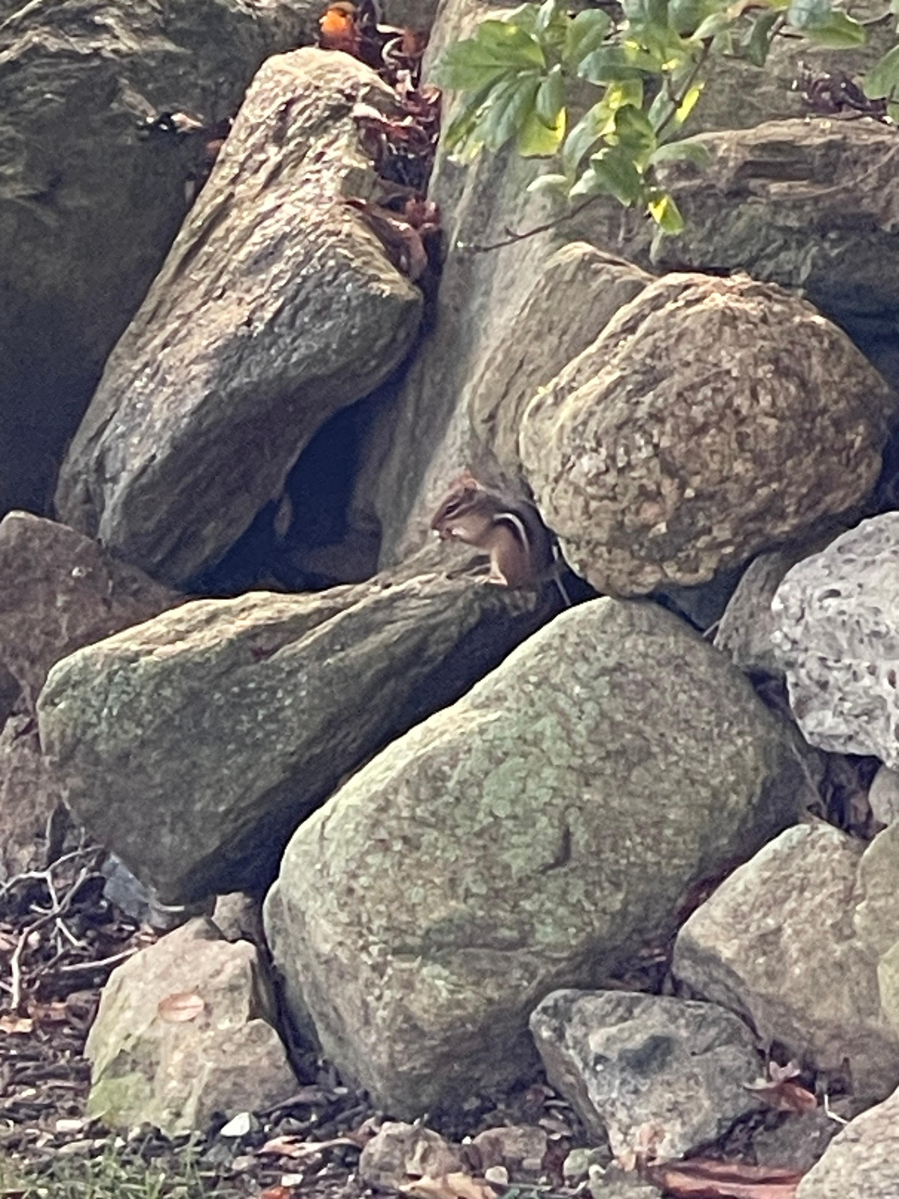 Fun little visitors in the front yard!