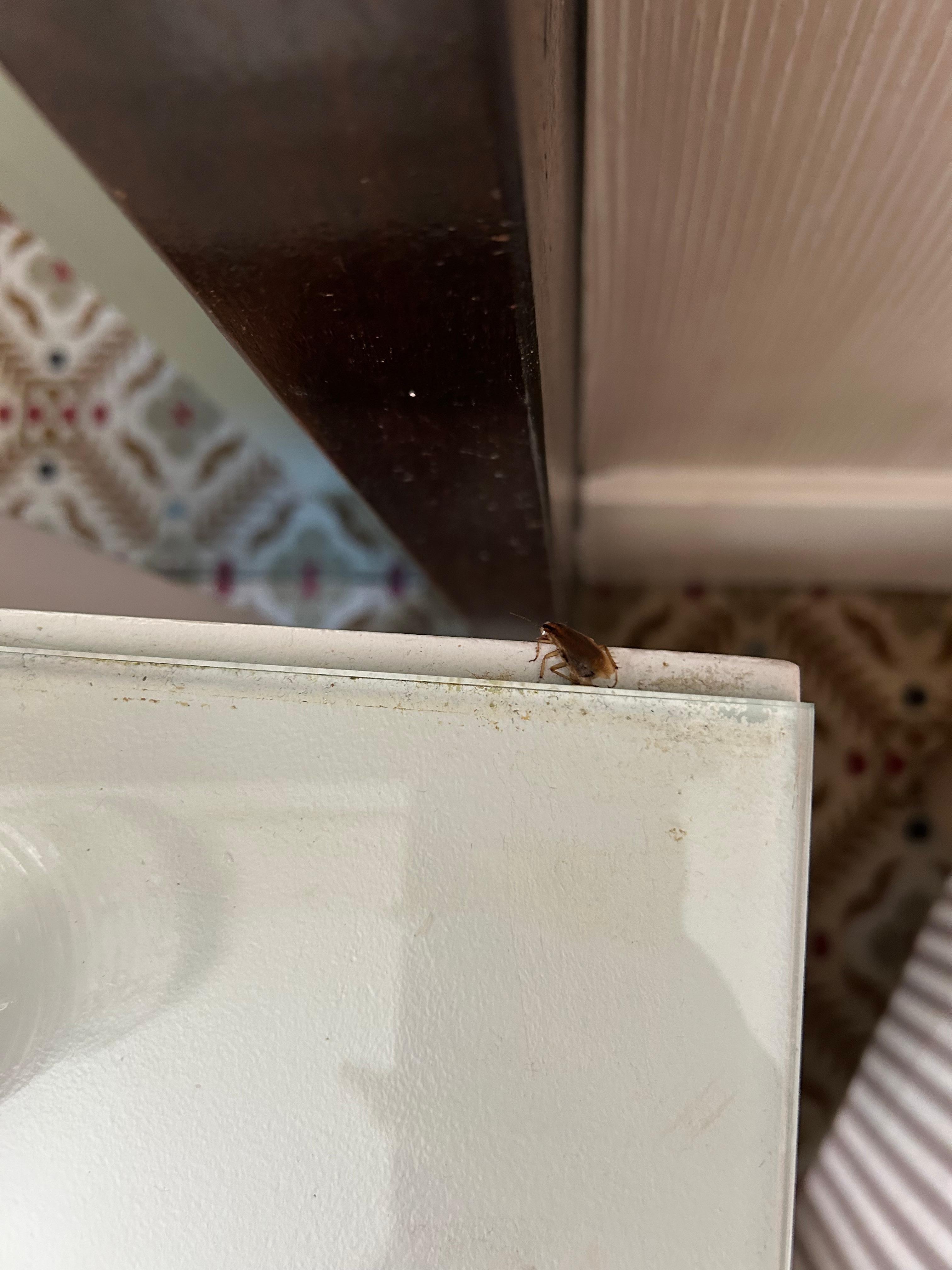The roach I killed