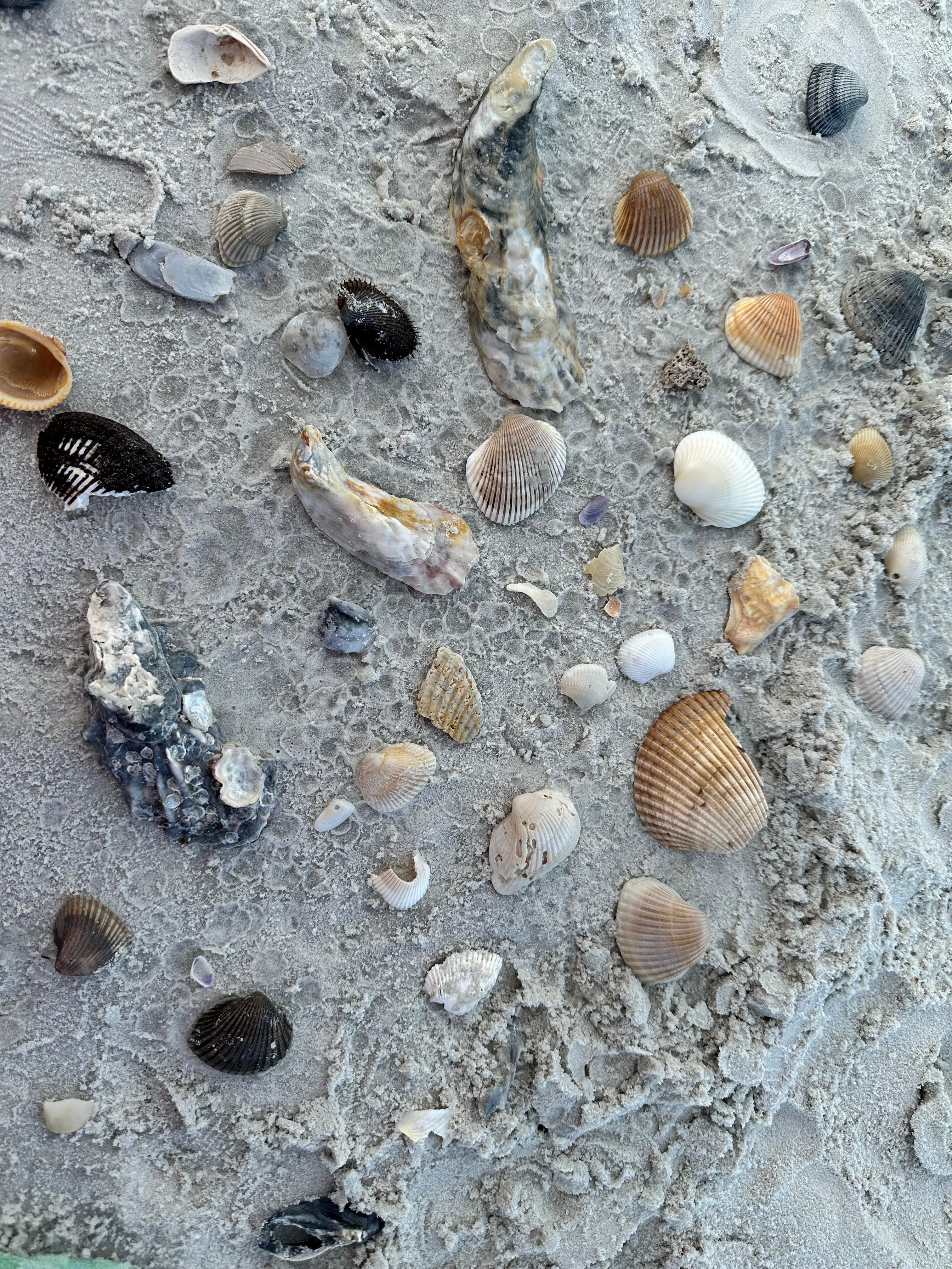 Discovery of shells
