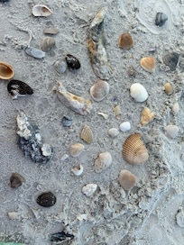 Discovery of shells
