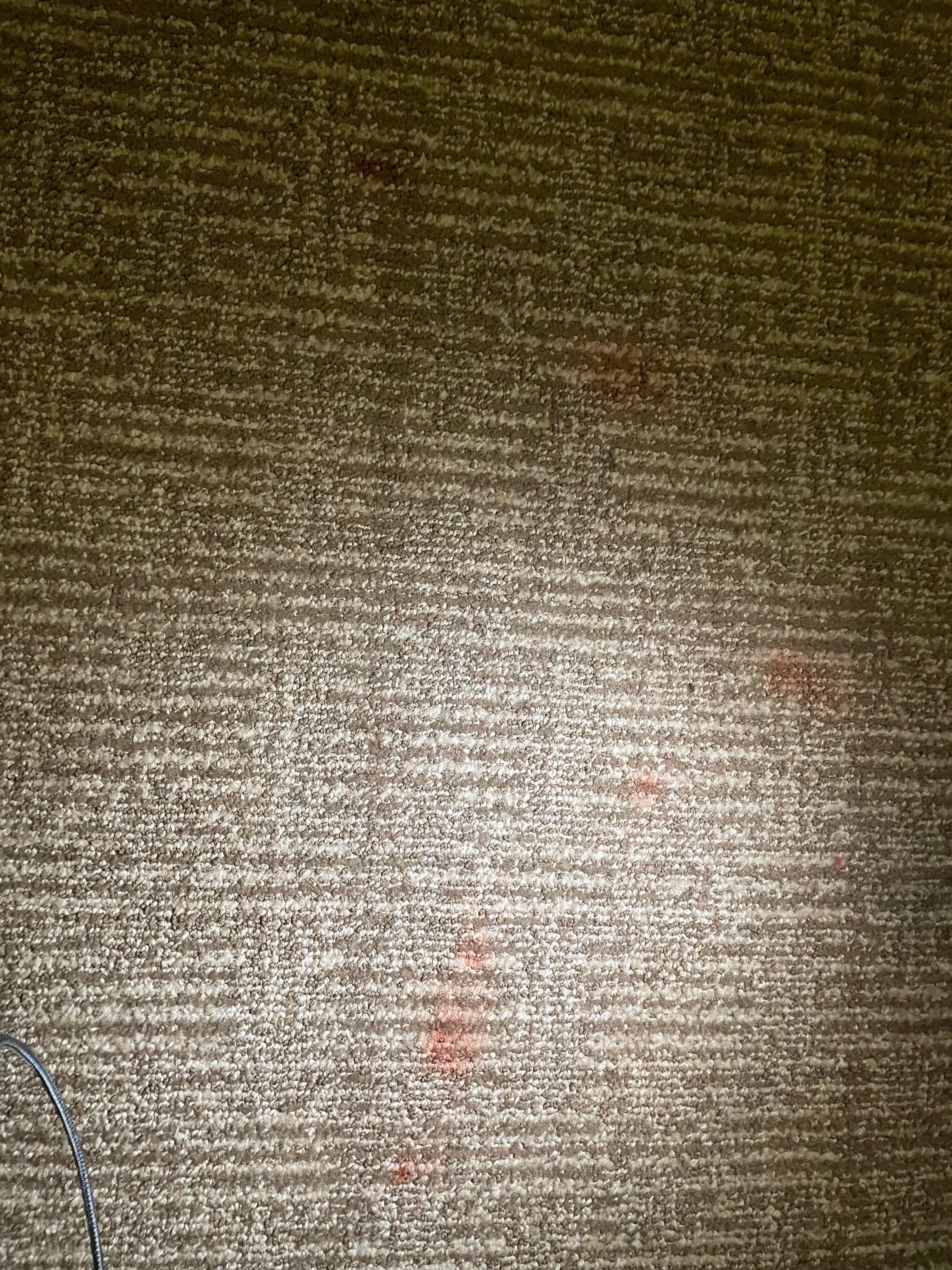 Blood on carpet