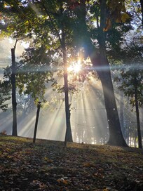 Morning golden hour sun shining through the trees in the backyard