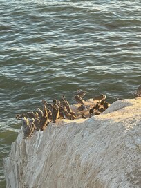 Many shorebirds, including pelicans