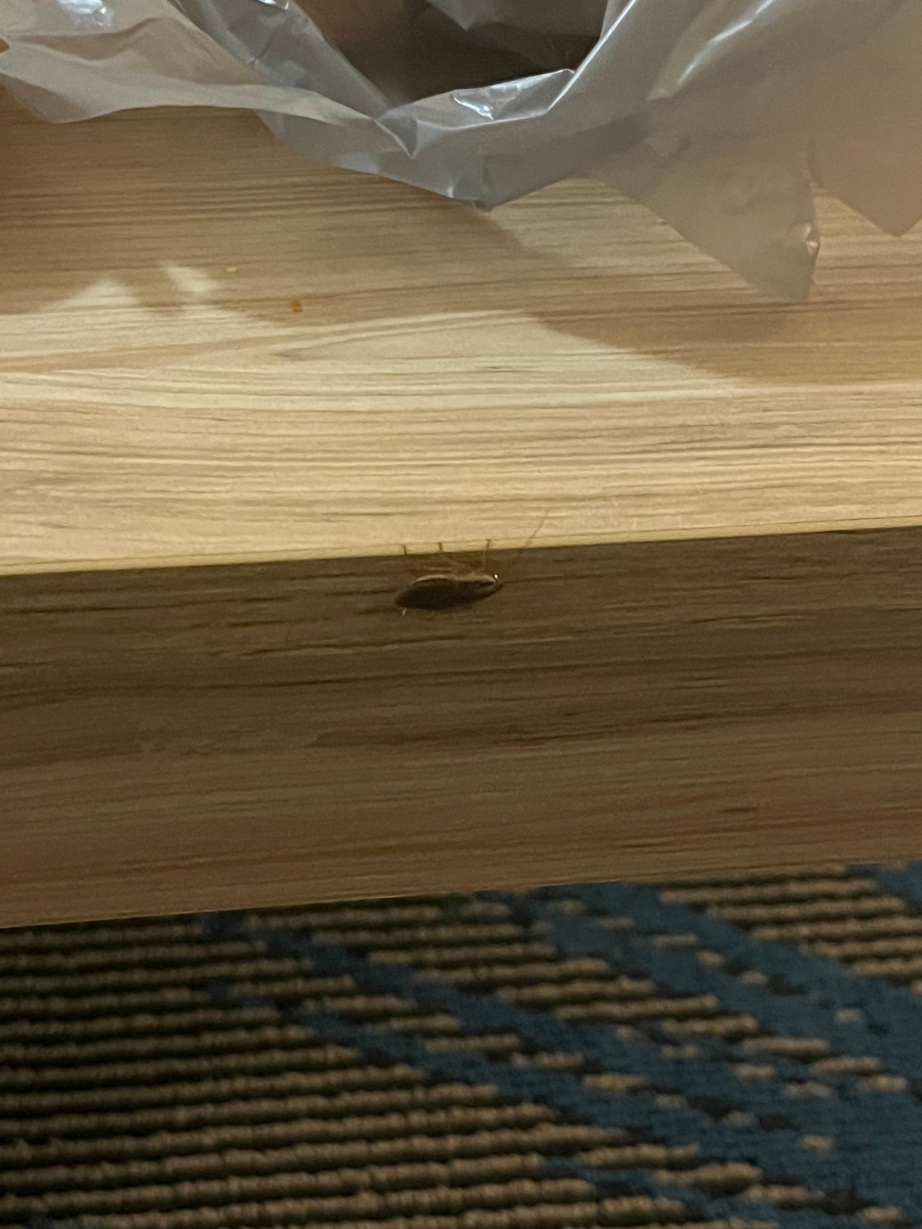 Roach in question from original room :-(