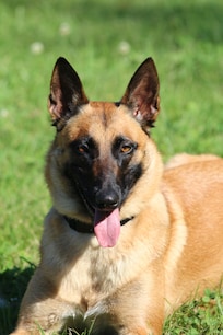 Notre " compagnone "
ce sejour etait aussi pour elle
Sonya & Gerard