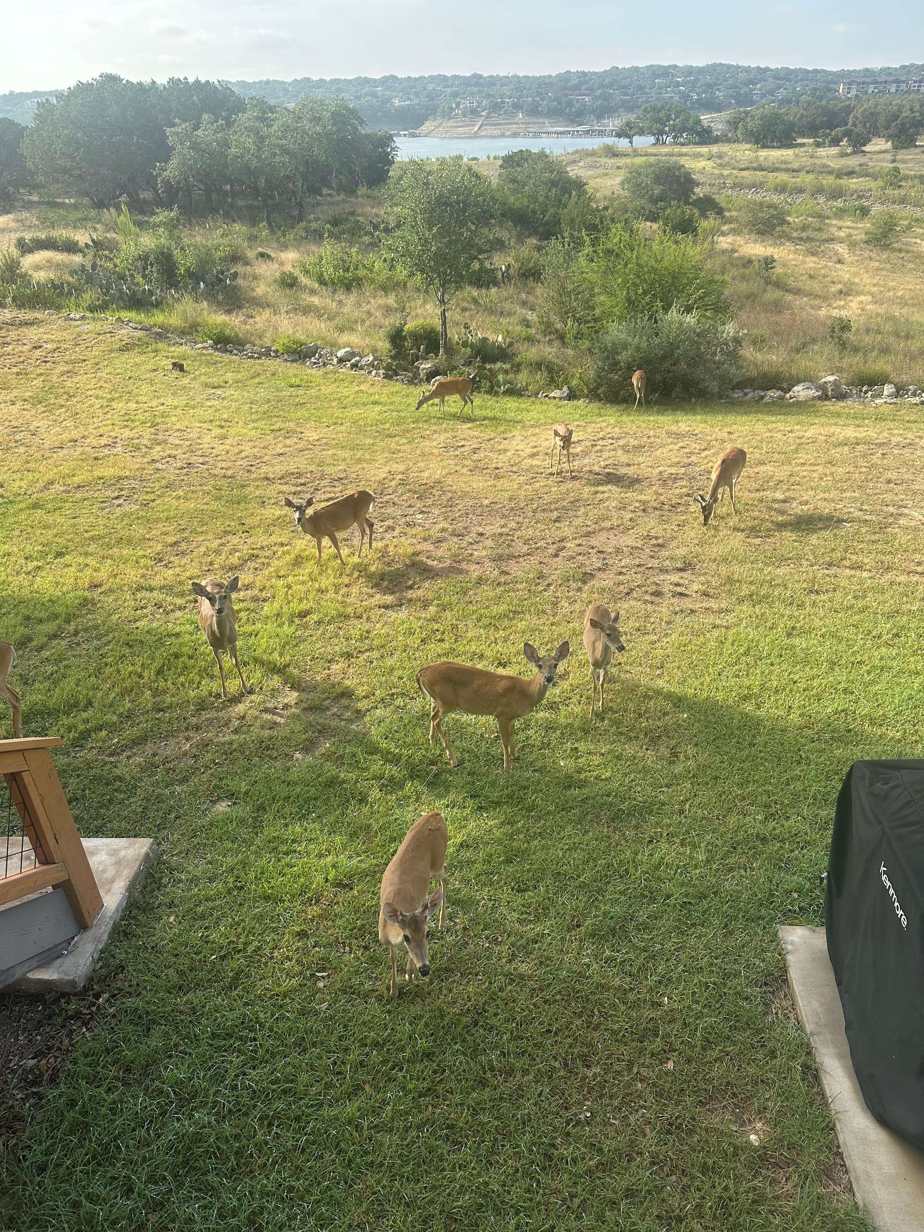 Deer right outside condo 