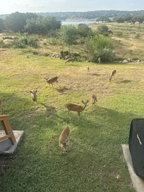 Deer right outside condo