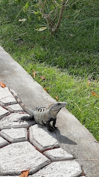 Lots of lizards