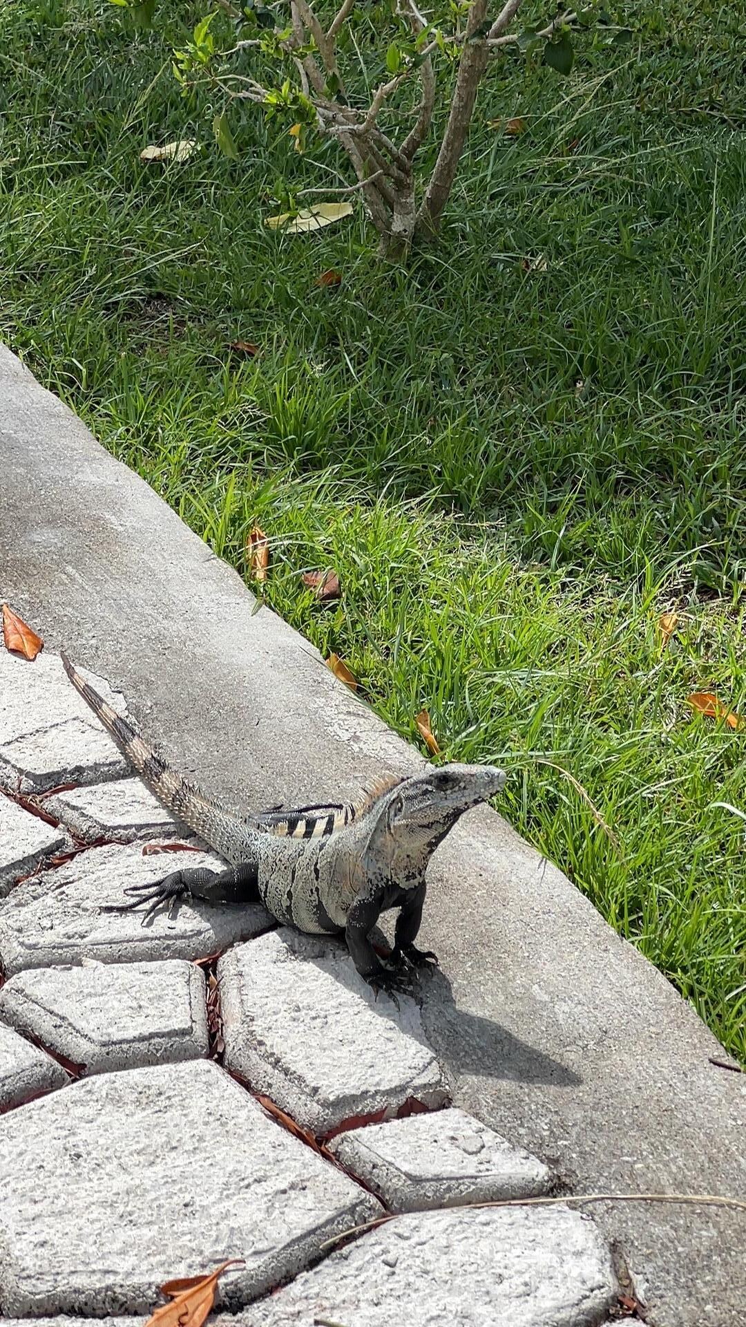 Lots of lizards