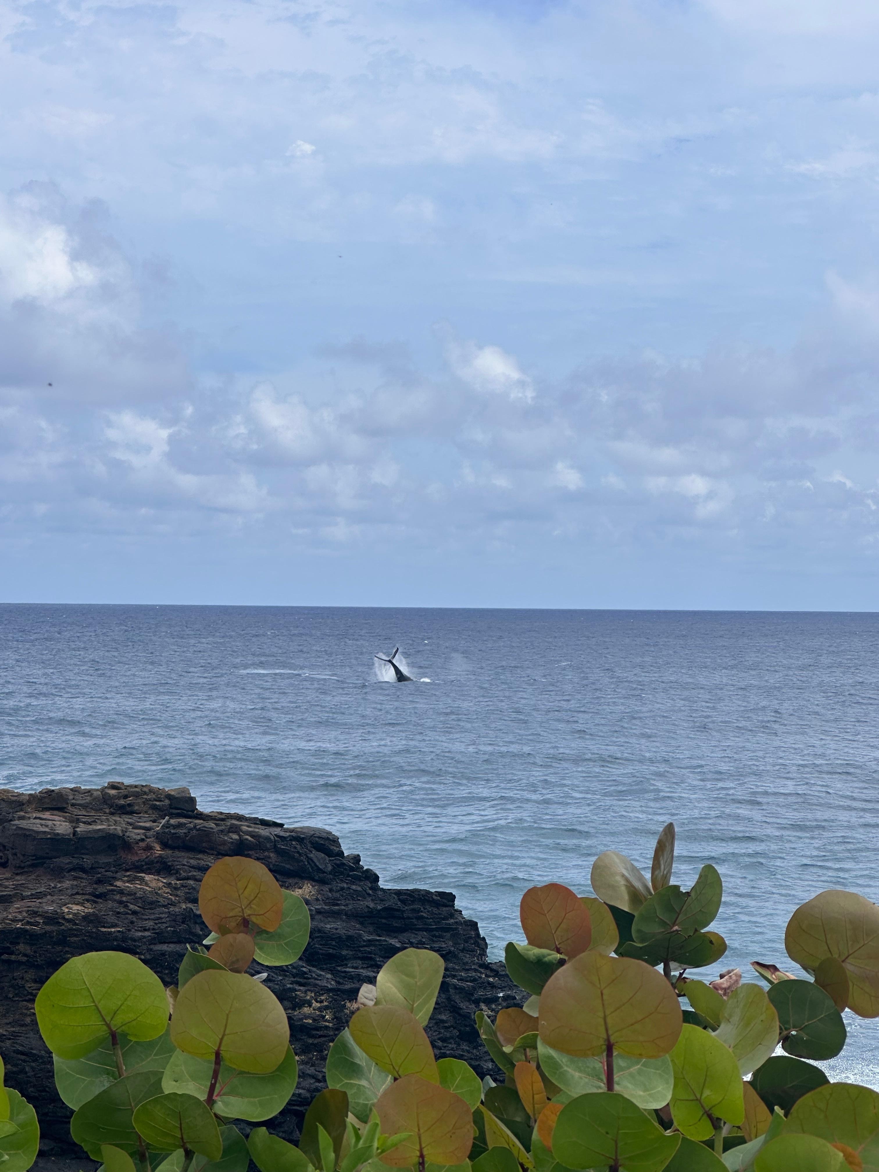 Saw a couple whales which is rare this late in the season-first week of May!