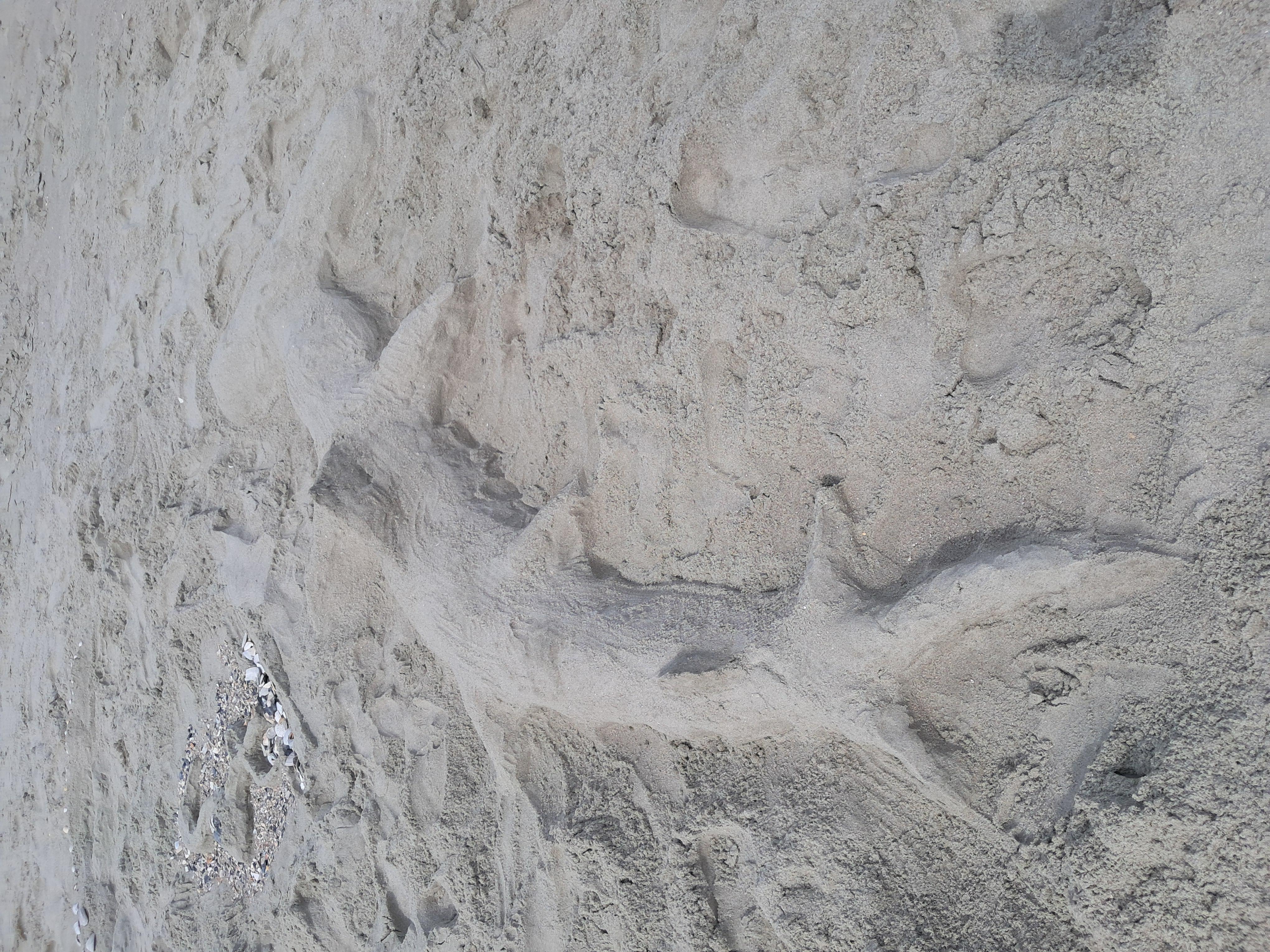 Shark sand art