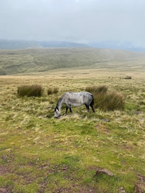 Hike up Pen y Fan