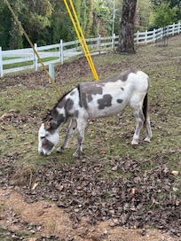 Donkey
